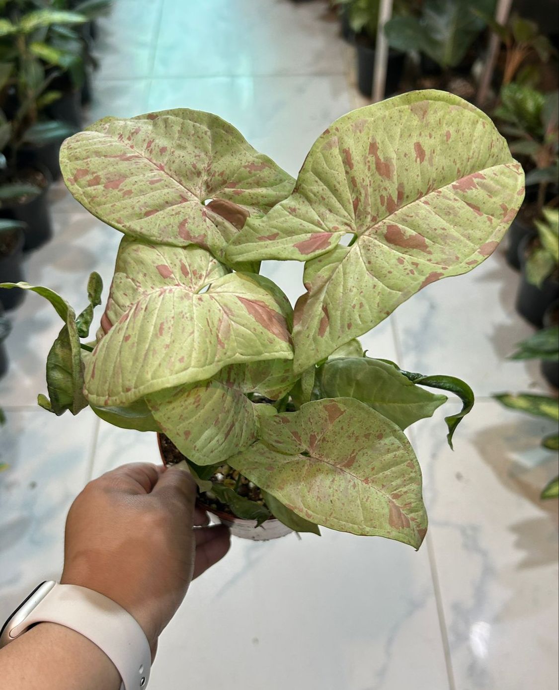 Buy Pilea Online on Qetaat.com